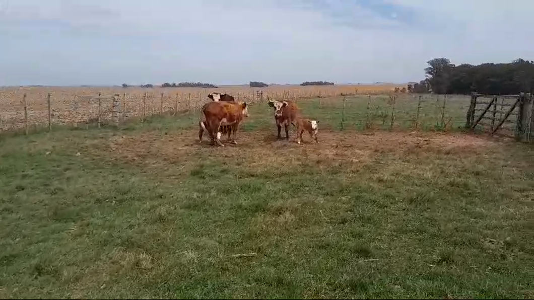 Lote 8 Piezas de cría Raza de carne a remate en Pantalla Camy , San José