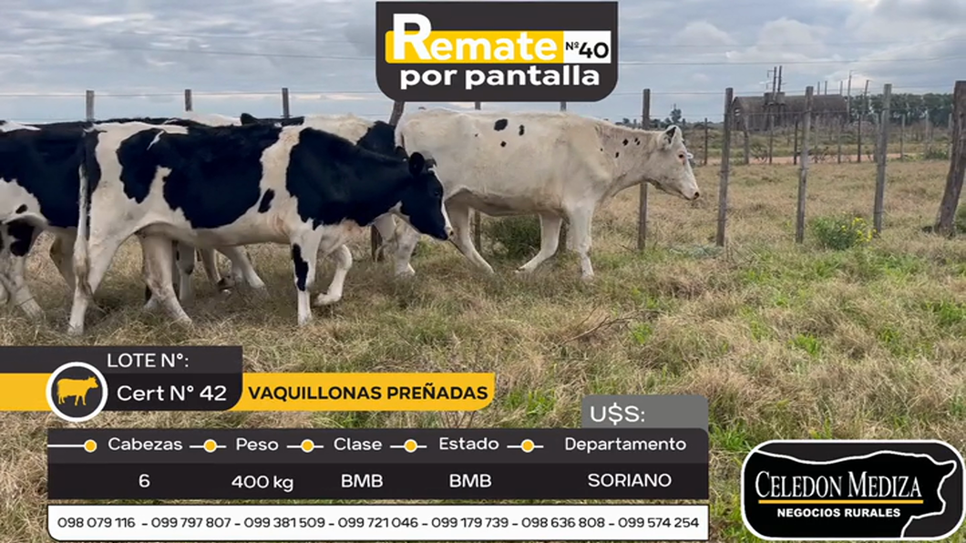 Lote 42 Vaquillonas preñadas en Agraciada, Soriano