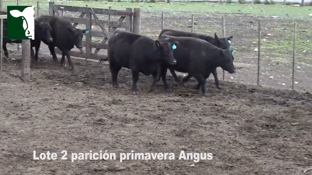 Lote 6 Vaquillonas Angus MaS con garantía de preñez, parición mediados de Octubre