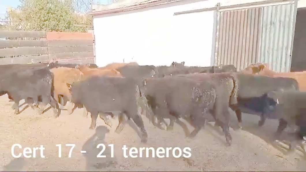 Lote TERNEROS