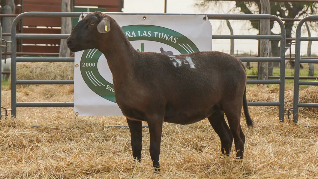 Lote SANTA INES HEMBRA