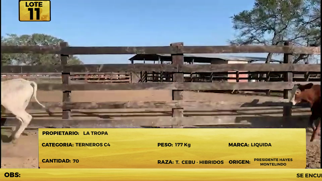 Lote LOTE 11