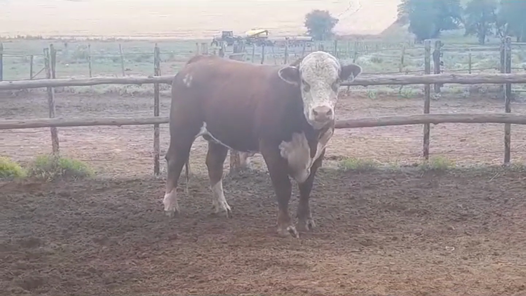 Lote Toros POLLED HEREFORD a remate en #39 Pantalla Carmelo en YOUNG