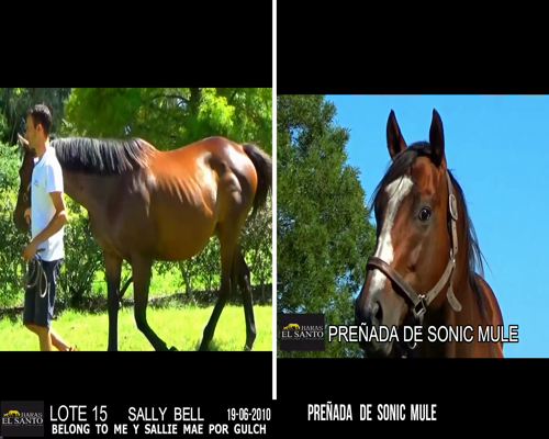 Lote SALLY BELL