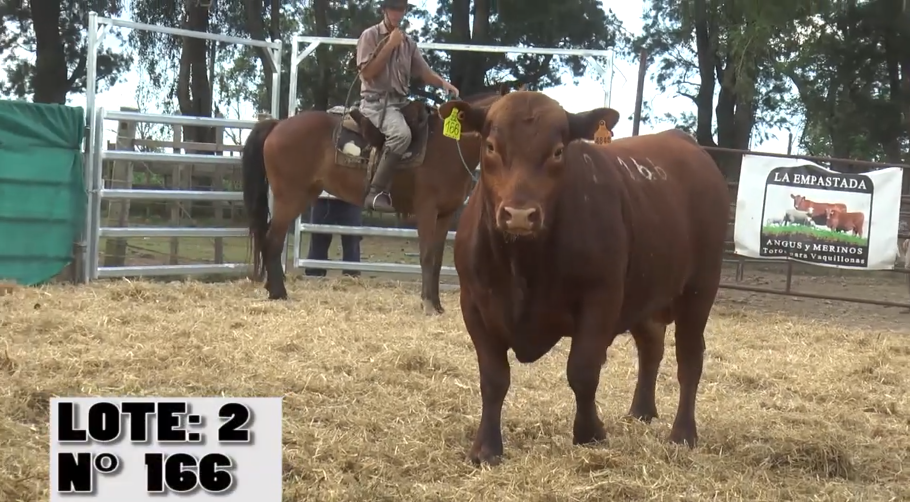 Lote 3 Toros a remate en Remate La Empastada , Artigas