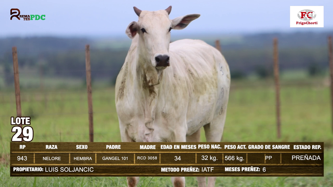 Lote Hembras NELORE a remate en Expo Pioneros 23 de Mayo 2024 en Pioneros del Chaco S.A.