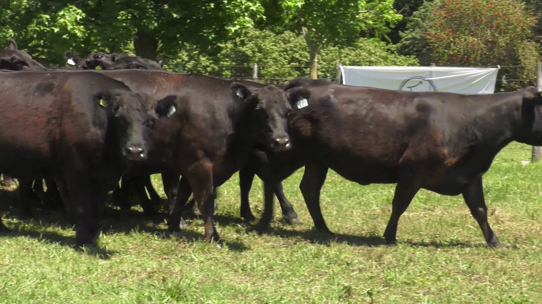 Lote 15 Vacas nuevas C/ gtia de preñez en Udaondo, Buenos Aires