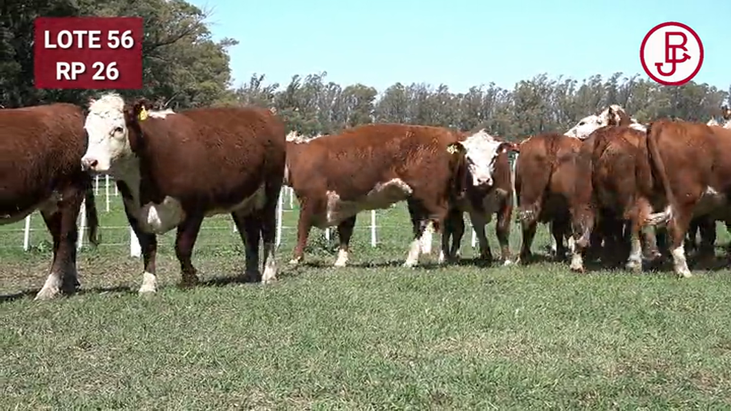 Lote VAQUILLONAS PREÑADAS Polled Hereford -PARICION OTOÑO 2024-