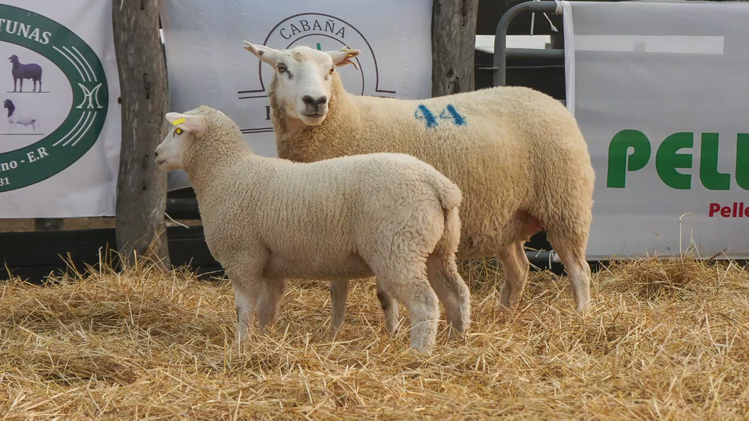 Lote TEXEL HEMBRA