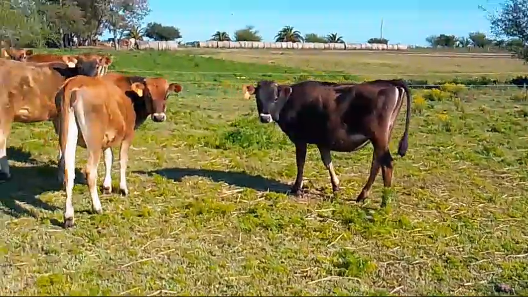 Lote 6 Terneras Yersey a remate en Pantalla Camy  en 3 esquinas