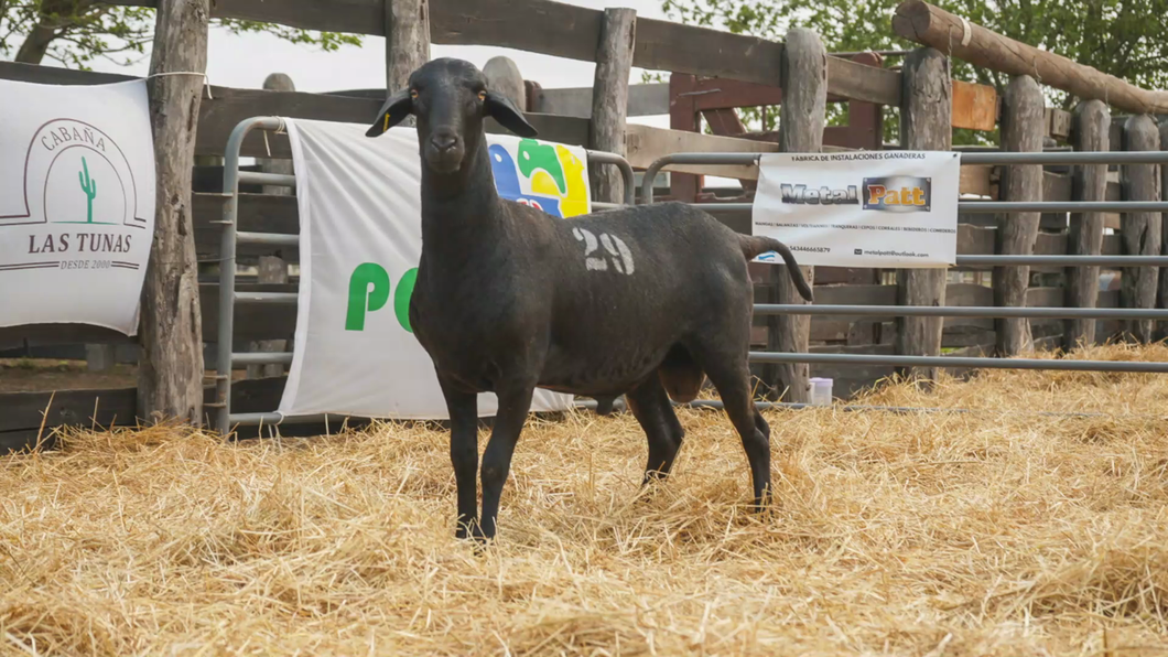 Lote SANTA INES MACHO