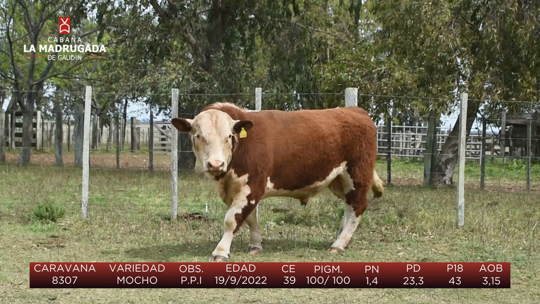 Lote (Vendido)Toros a remate en Cabaña La Madrugada - RVN, Salto