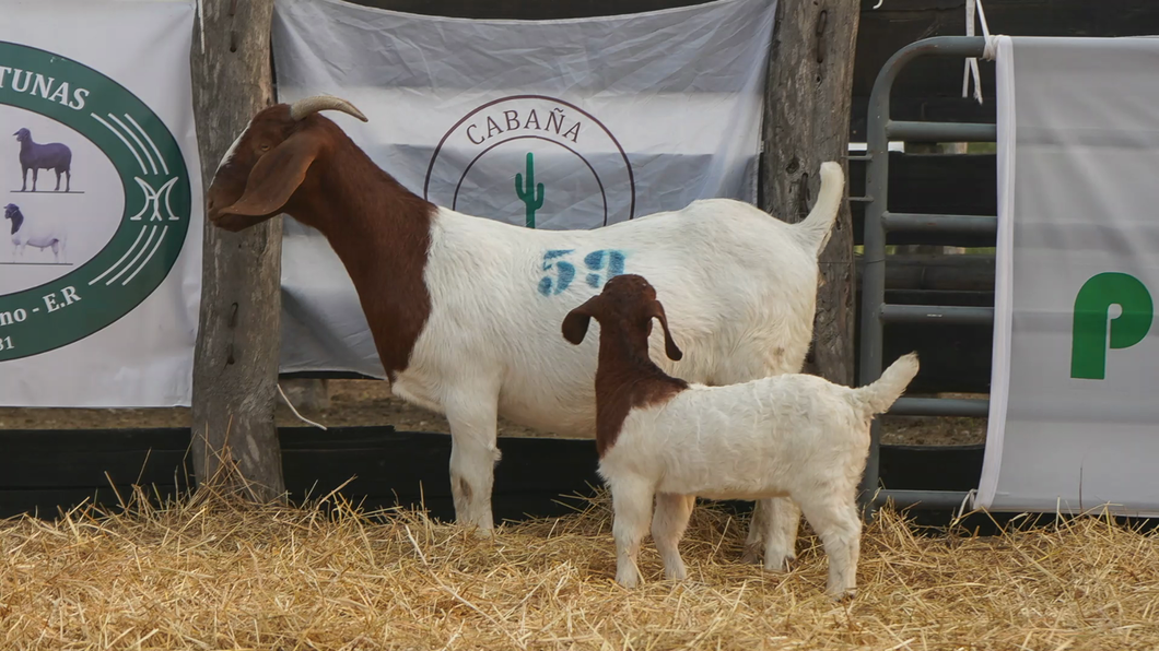 Lote BOER HEMBRA