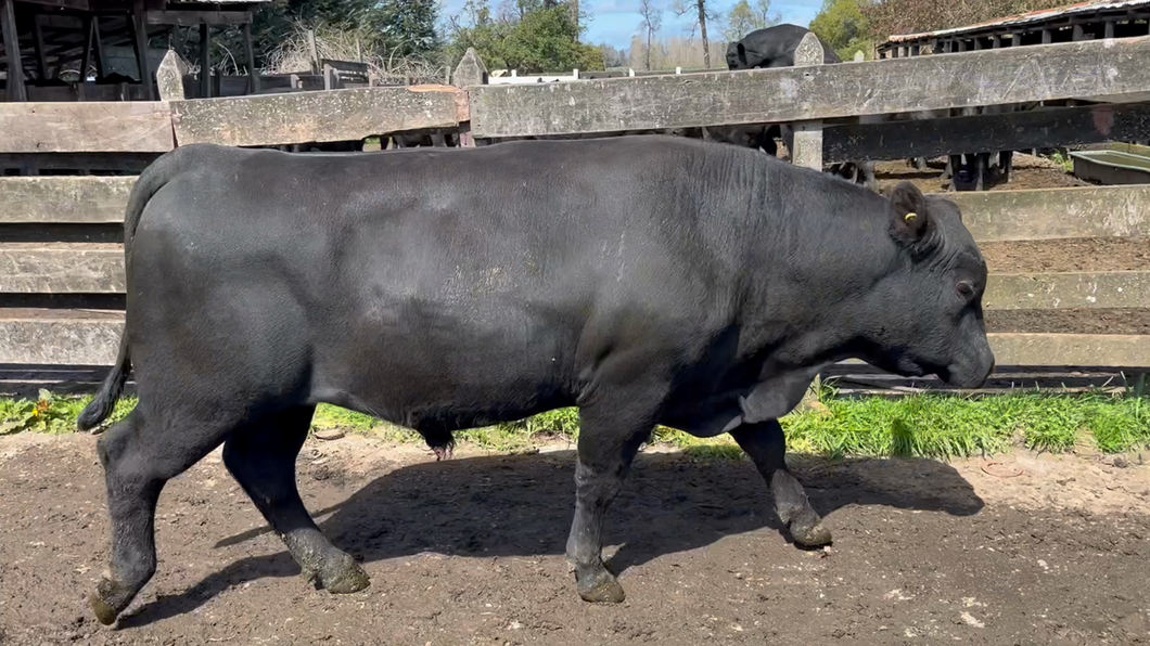 Lote 1 Toro