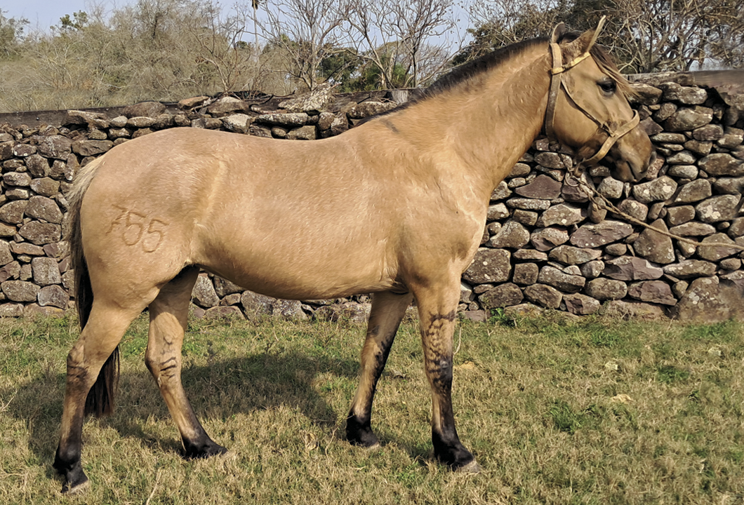 Lote LUJURIA BORDONA