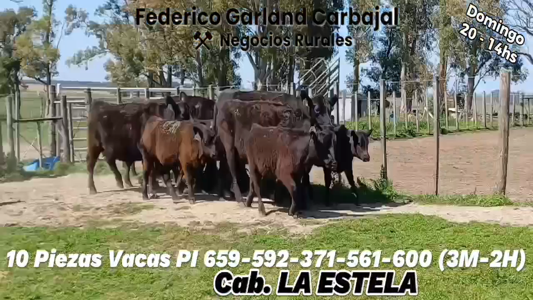 Lote 10 Piezas de cría ANGUS a remate en Expo Ombues en OMBUES DE LAVALLE