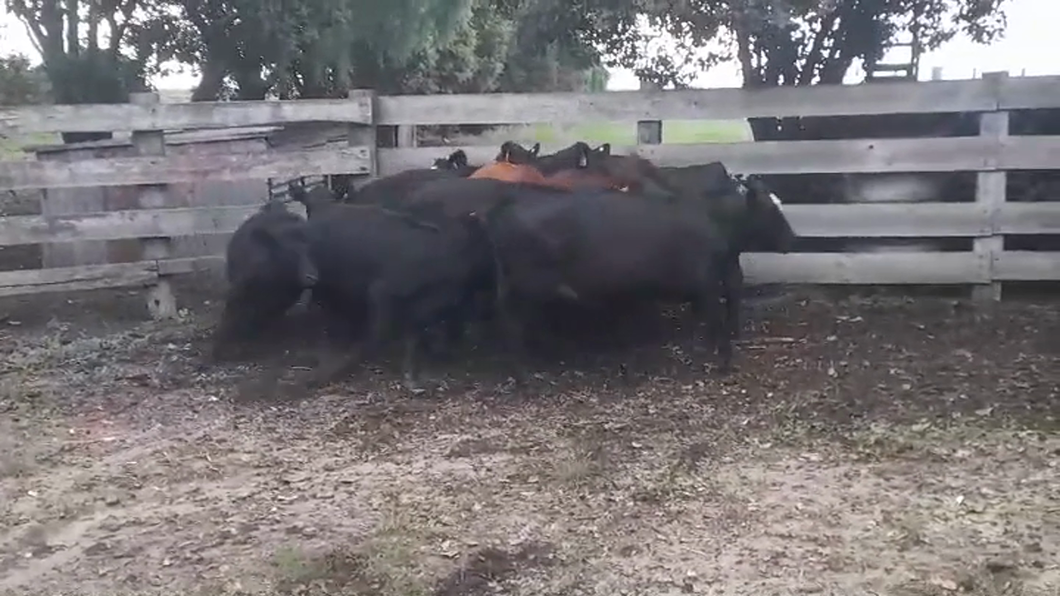 Lote (Vendido)11 Terneros y Terneras ANGUS/ HEREFORD a remate en #43 Pantalla Carmelo  175kg -  en AGRACIADA