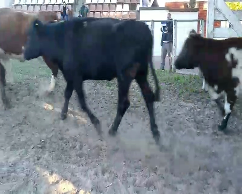 Lote 5 Vacas  en Esquina, Corrientes