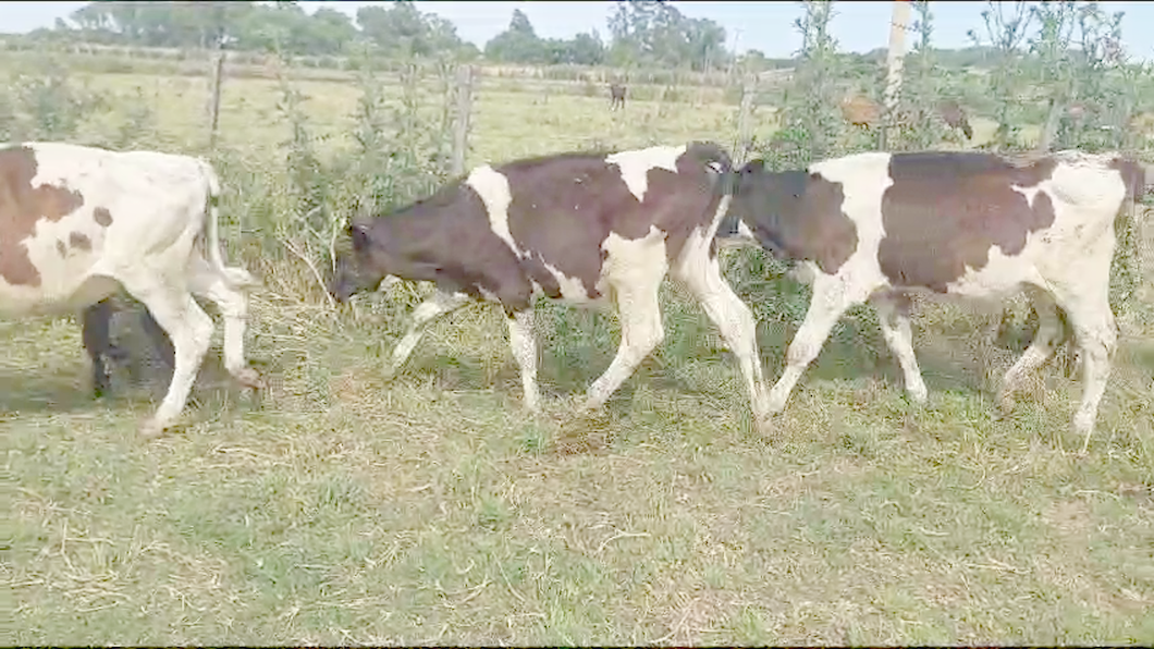 Lote 60 Terneros Holando a remate en Ultima Pantalla del Año - Escritorio Camy en a 7 Km de San Jose