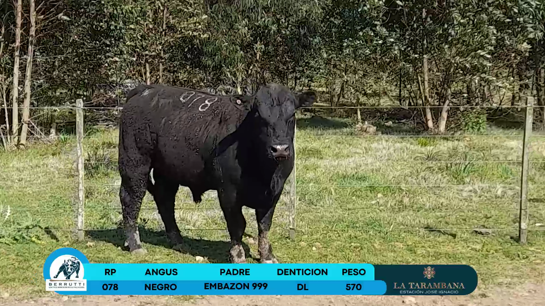 Lote Toros Angus a remate en Los Clase A 570kg - , Rocha