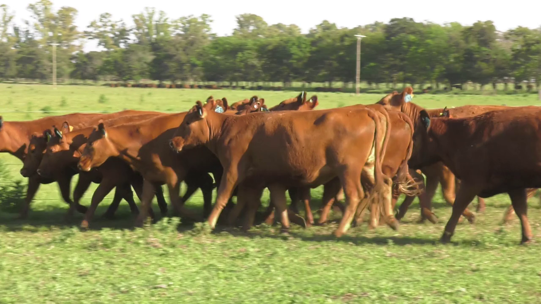 Lote 15 Vaquillonas C/ gtia de preñez en Lincoln, Buenos Aires