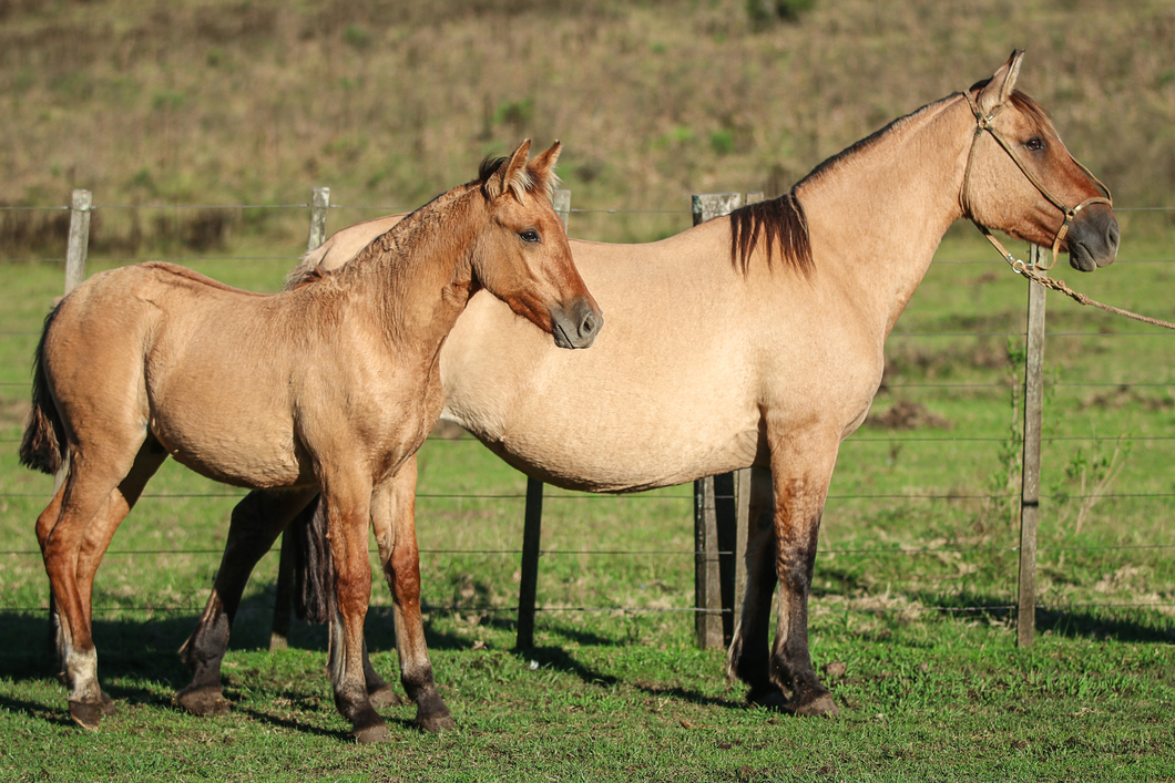 Lote Don Chico Belisa Intrusa