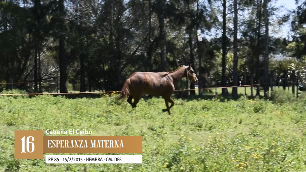 Lote Yeguarizos a remate en Entre Razas , San José