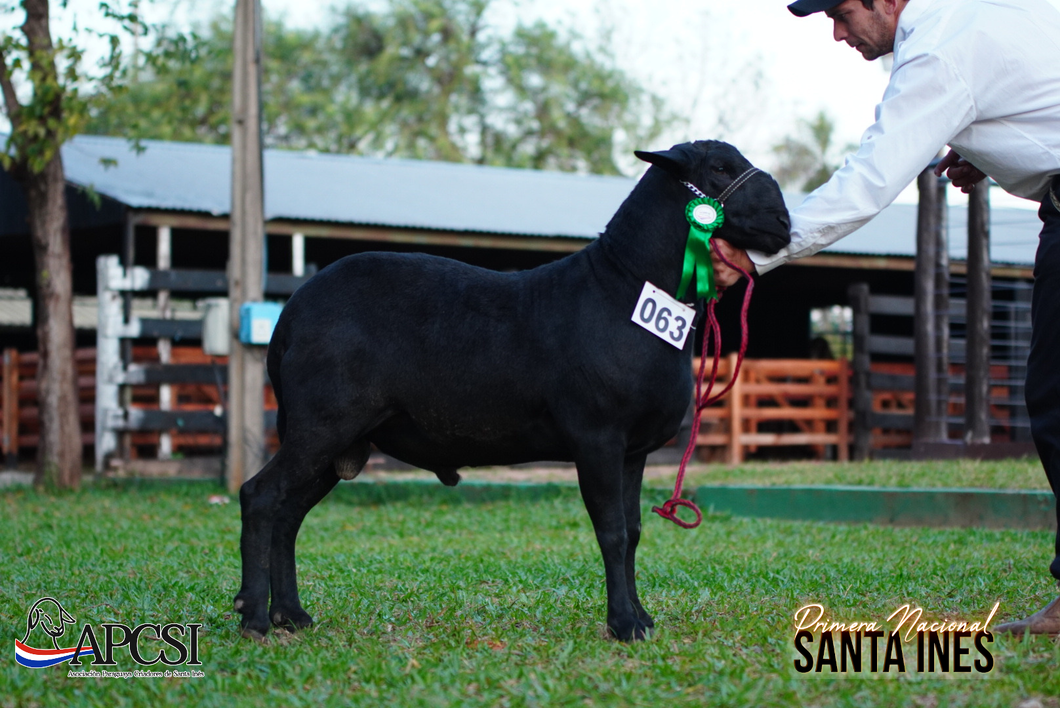 Lote Nacional Santa Inés Bozal - Lote 50