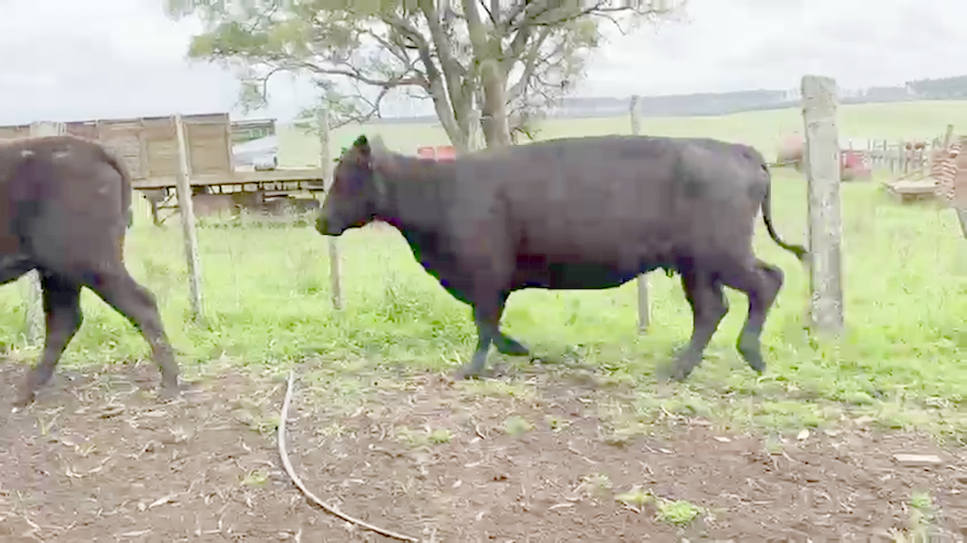 Lote 20 Vacas de Invernada a remate en Dia del Toro 324kg -  en Puntas de Abrojal - 25 km de Vichadero , por camino vecinal