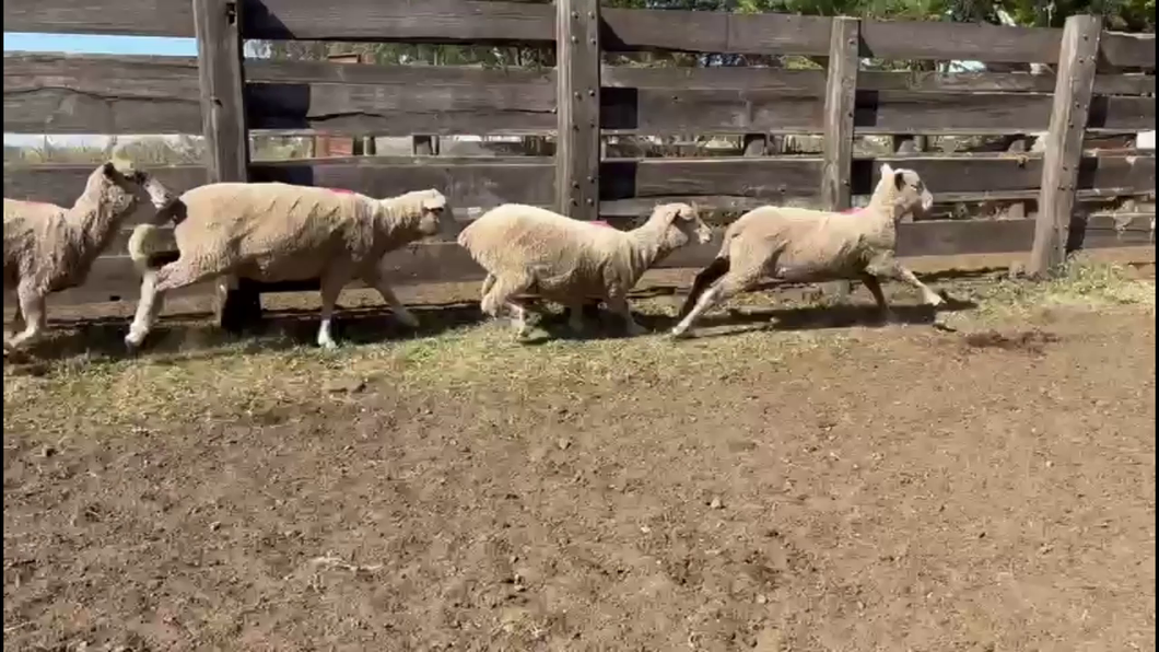 Lote BORREGAS