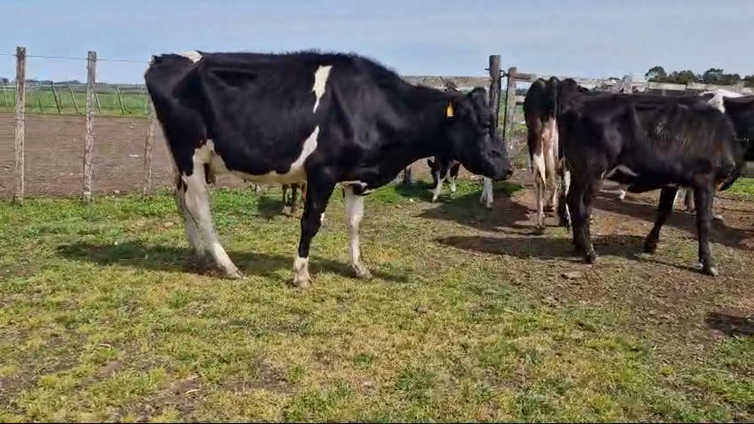 Lote 8 Piezas de cría Hol a remate en Pantalla Camy 450kg -  en Juan Soler