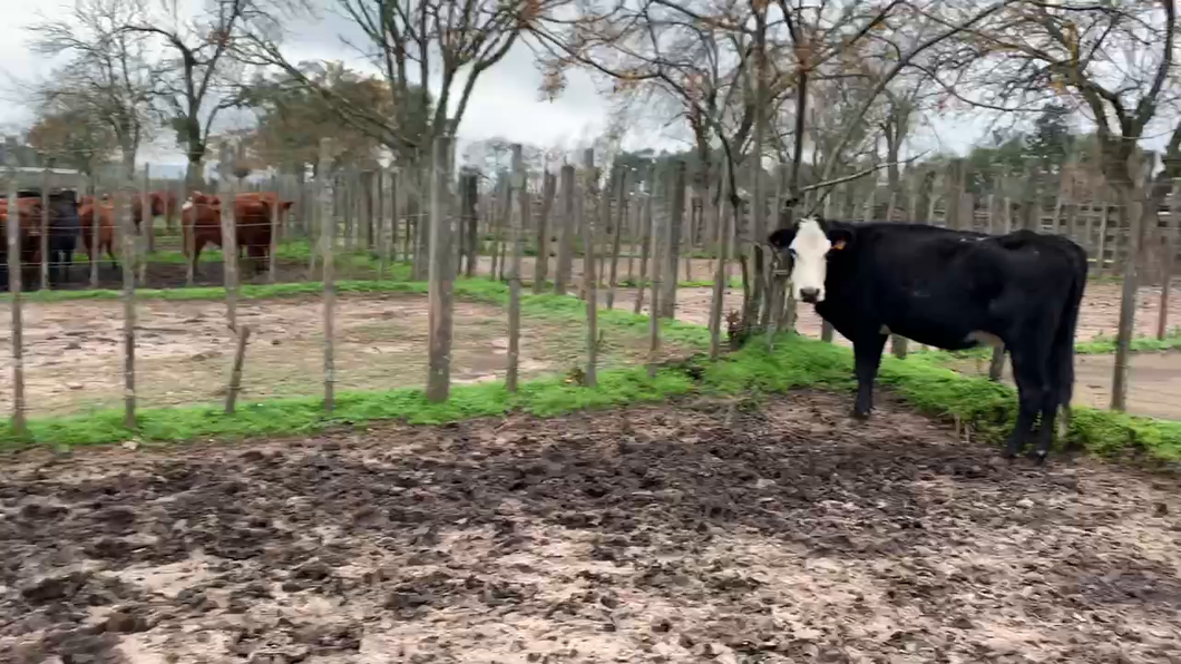Lote 2 Vacas de Invernada en Melo, Cerro Largo