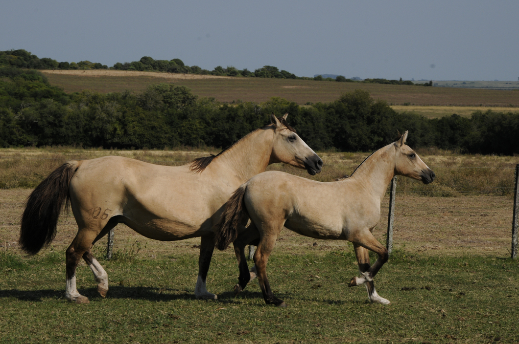 Lote Catalana Genuina