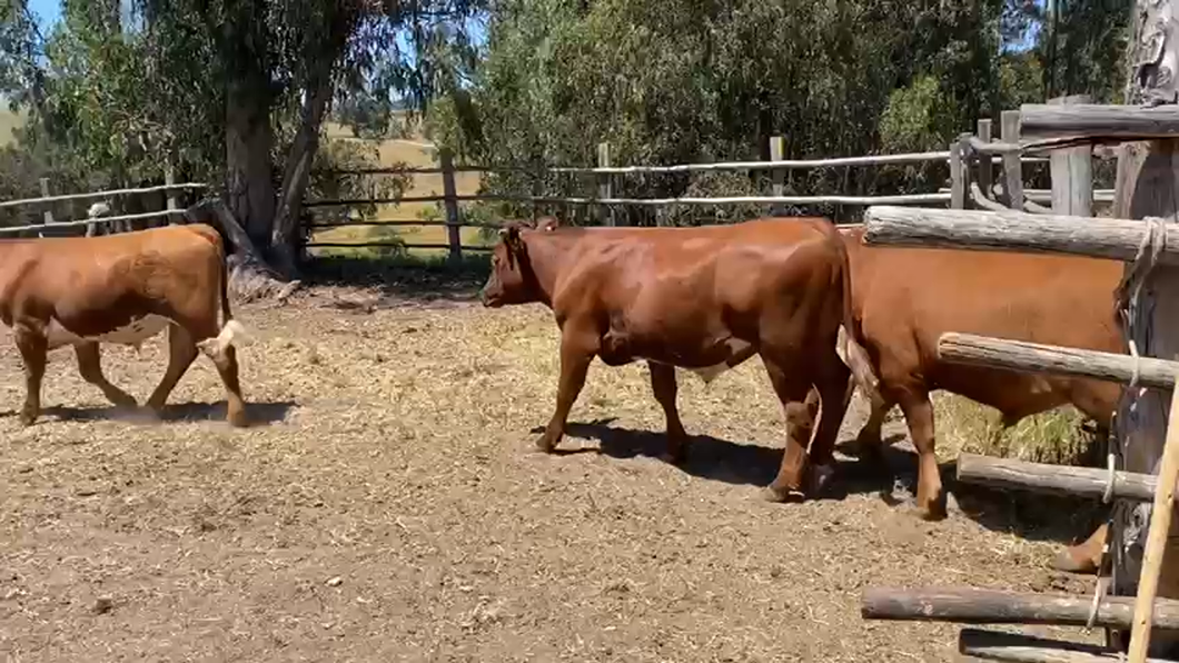 Lote 55 Novillo Engorda en Santo Domingo, V  Región Valparaíso