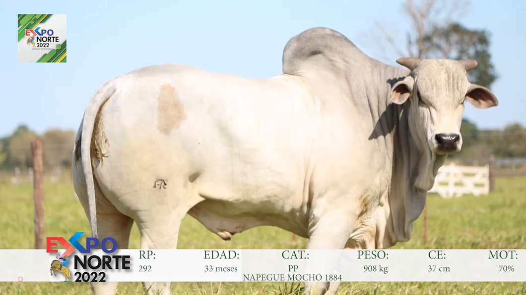 Lote 1 Toro Nelore - Aires del Chaco S.A.