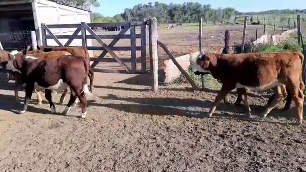 Lote 25 Terneros Braford y sus cruzas en Soutomayor, Santa Fe