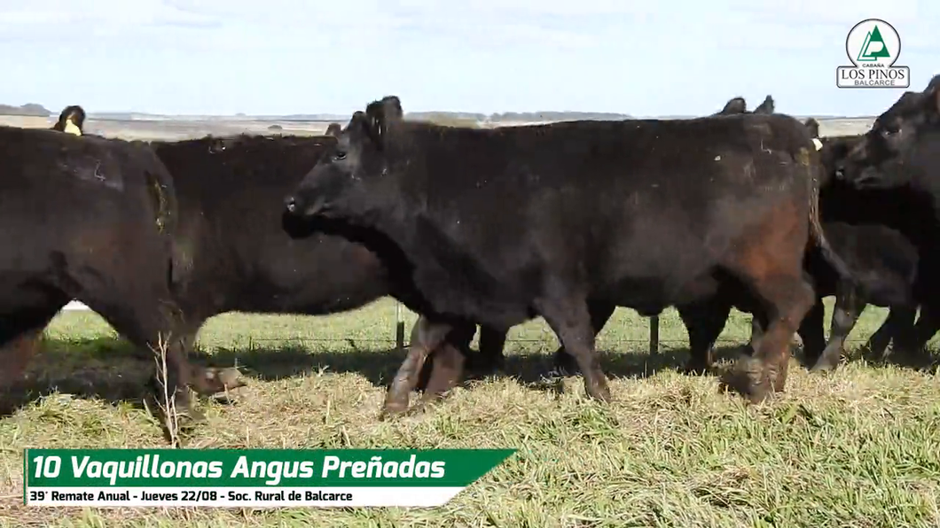 Lote VQ ANGUS