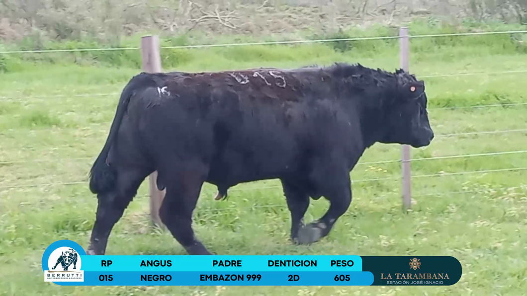 Lote Toros Angus a remate en Los Clase A 605kg - , Rocha