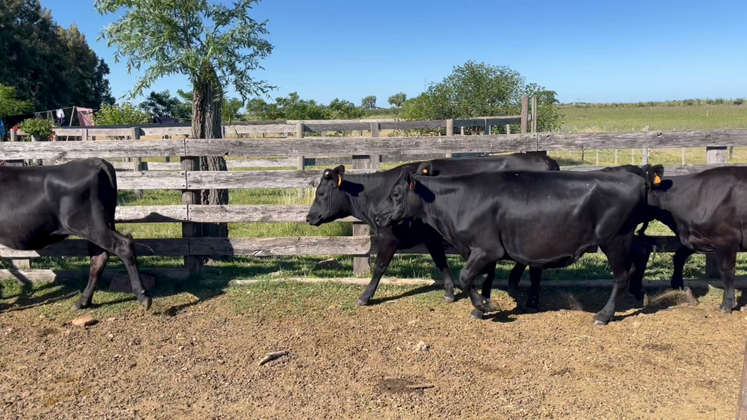 Lote VAQUILLONAS 1 a 2 AÑOS