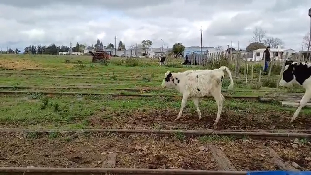 Lote (Vendido)14 Terneros Holando HOLANDO a remate en #48 Pantalla Carmelo 100kg -  en SANTA CATALINA