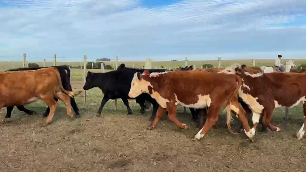 Lote VAQUILLONAS 1 a 2 AÑOS