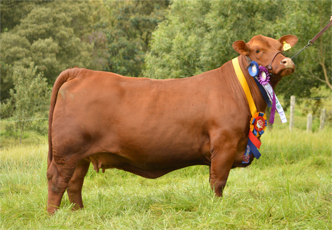 Lote PACK 5 EMBRIONES DELTA SORPRESA 34 HEMINGWAY X MAFIOSO