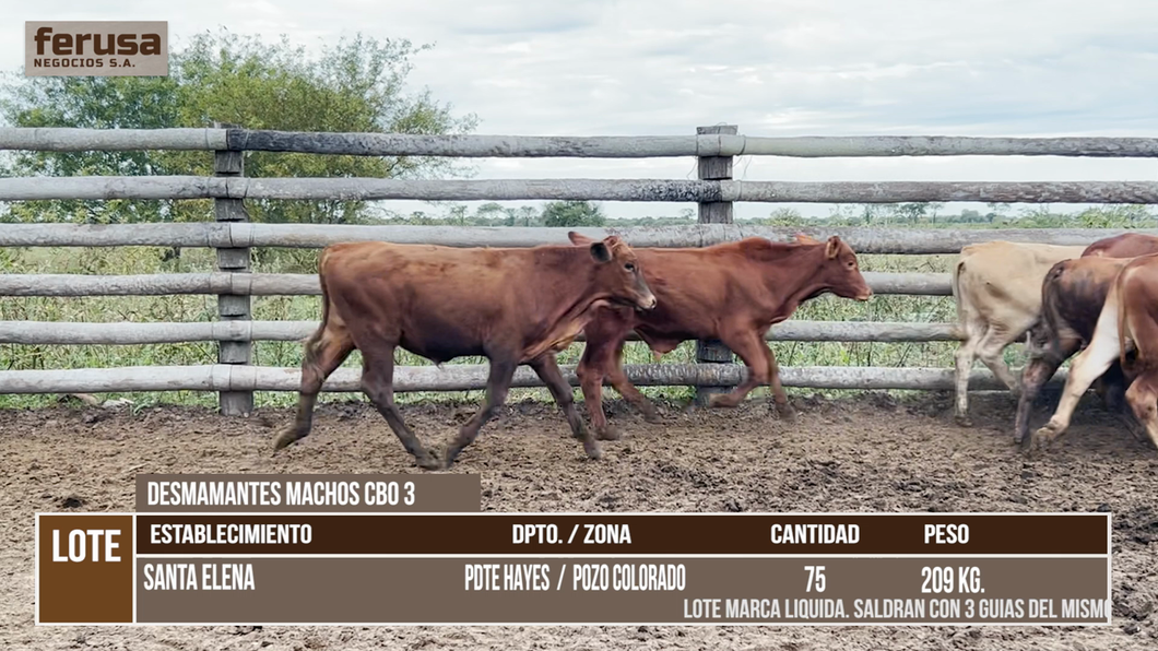 Lote LOTE 5
