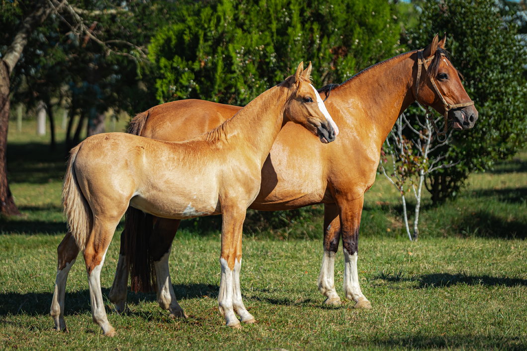 Lote Tobogan Gambuza