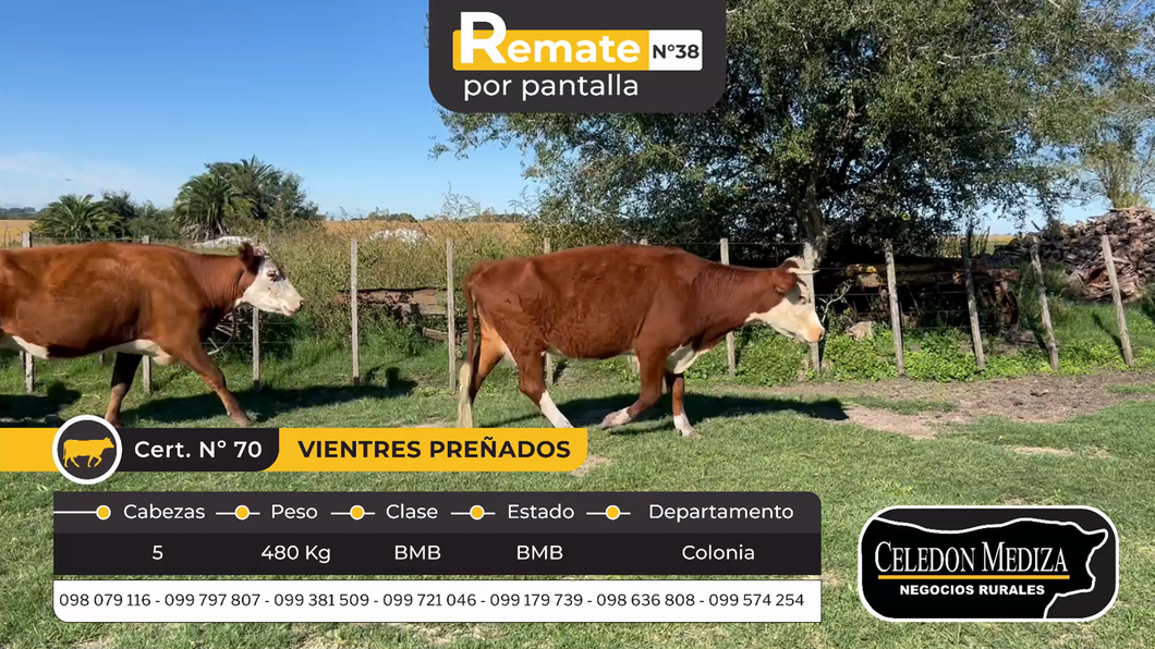 Lote 5 Vientres Preñados en Tarariras, Colonia