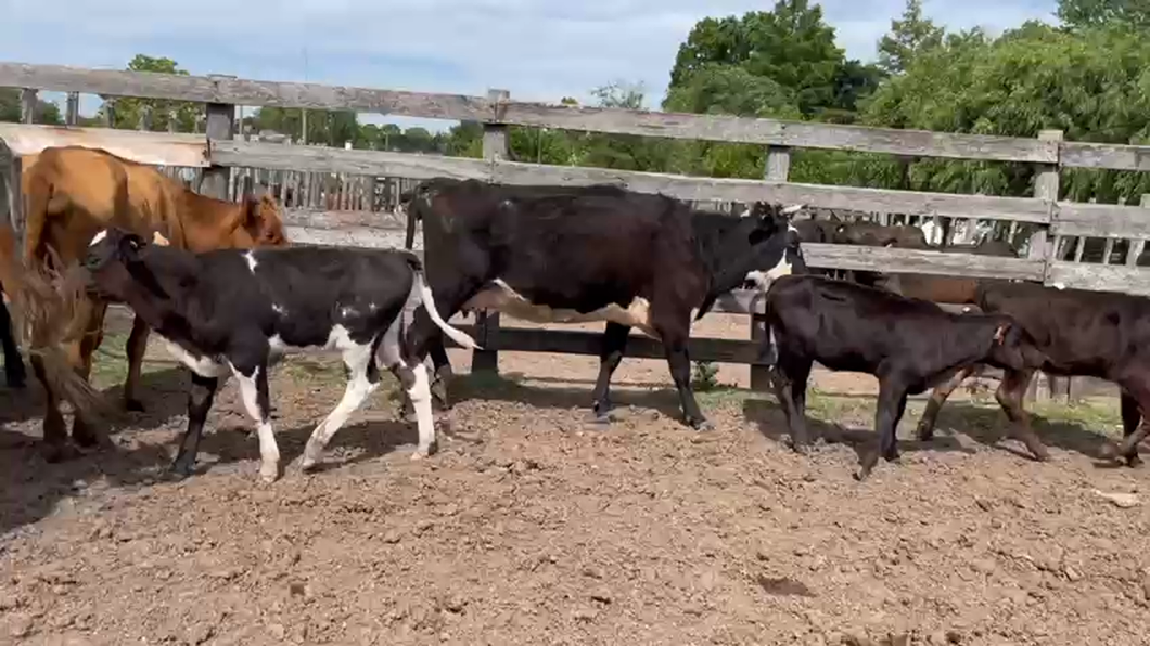 Lote 10 Piezas de cría Hereford y Angus a remate en Ultima Pantalla del Año - Escritorio Camy en Santa Lucia