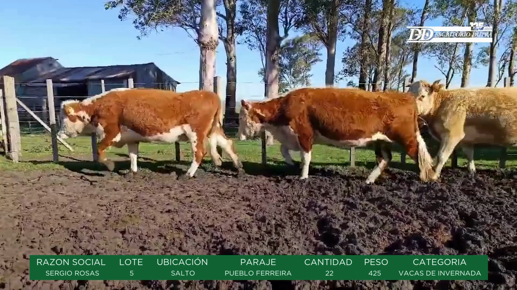 Lote VACAS DE INVERNADA - SERGIO ROSAS