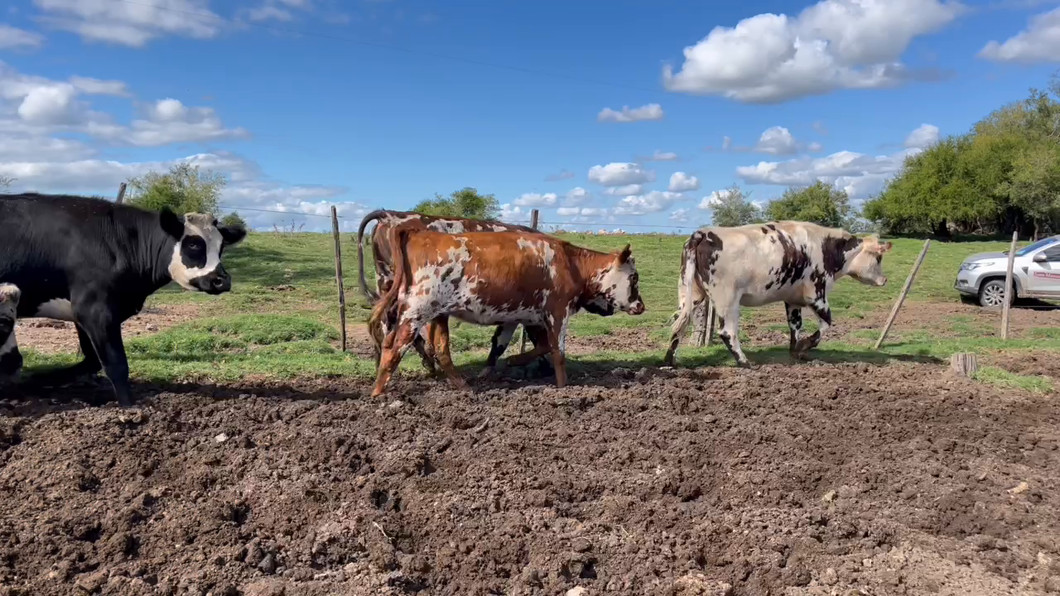 Lote VAQUILLONAS 1 a 2 AÑOS