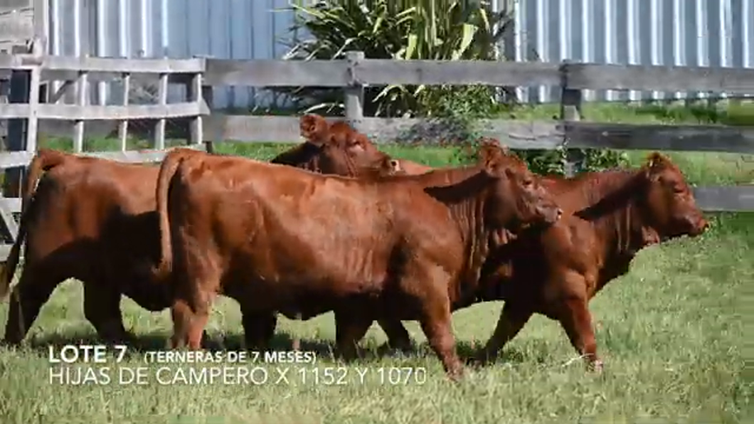 Lote Hembras