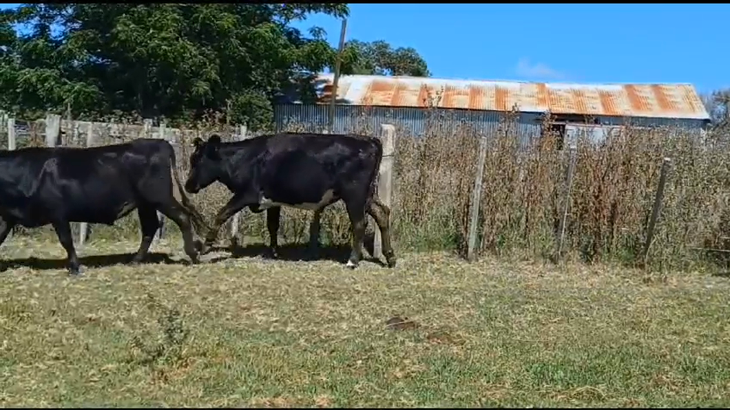 Lote 3 Novillos 1 a 2 años CRUZAS a remate en #42 Pantalla Carmelo  350kg -  en MAHOMA